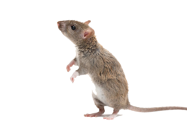 Ratten Schädlingsbekämpfung Gevelsberg Hagen Ennepetal